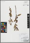 Foto von Salix alba L. x Salix fragilis L.